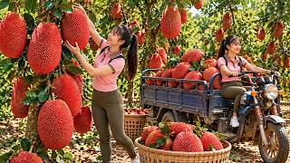 Full Harvest Timelapse: From Giant Ripe Jackfruits & Gac Fruits to a Busy Village Market