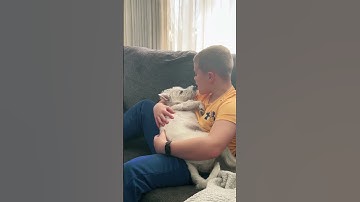 Thumbnail of THIS DOG LOVES SKY FULL OF STARS ❤️🐶 [🎥: TikTok/ajenks1211]