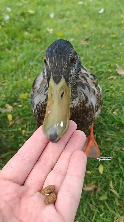 green duck 🦆#duck #ducks #mountains