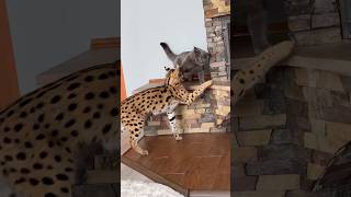 When introverts and extroverts live together#cat#cats #serval#scottishstraight#catlife