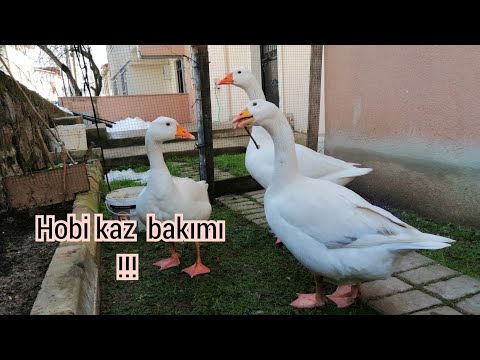 Kazlarımız otlatık. Kazlarımız
