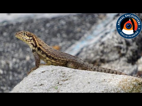 The curly tailed lizard invasion!