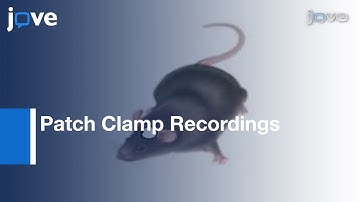 Mouse Retinal Neurons: Dark-Adapted Slice Preparation l Protocol Preview