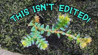 Secrets to Growing and Propagating Peacock Moss!