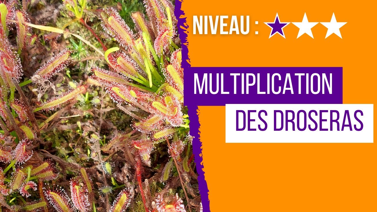 Comment réussir un semis de Drosera ?