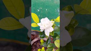 Gondhoraj 🌸 #viral #gondhoraj #shorts #fyp #flowers #plants #shortsfeed #explore #youtube