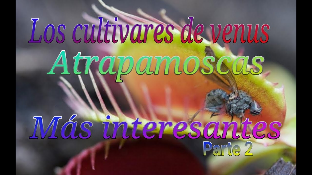 Los cultivares de venus atrapamoscas más interesantes-Parte 2