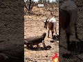 Real village attack 😱 Goat vs Komodo caught on cam #shorts #wildlife #viral #realvideo