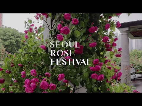 2021 서울장미축제, 비 오는 날 중랑천 장미공원 산책