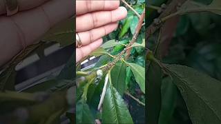 Nectarina. Conselhos de cultivo? Seu positivo ou negativo #natural