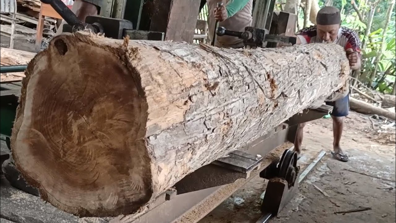 The process of sawing young golden teak wood with beautiful grain at ...