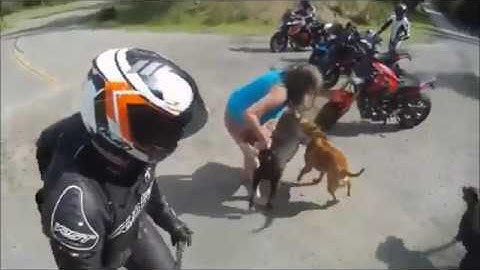 pet dog vs a street dog