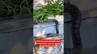 Türkmen Tokat Mahallesinde Yılan Su Içerken Görüntülenme Şehir Şehirdurum Ilan