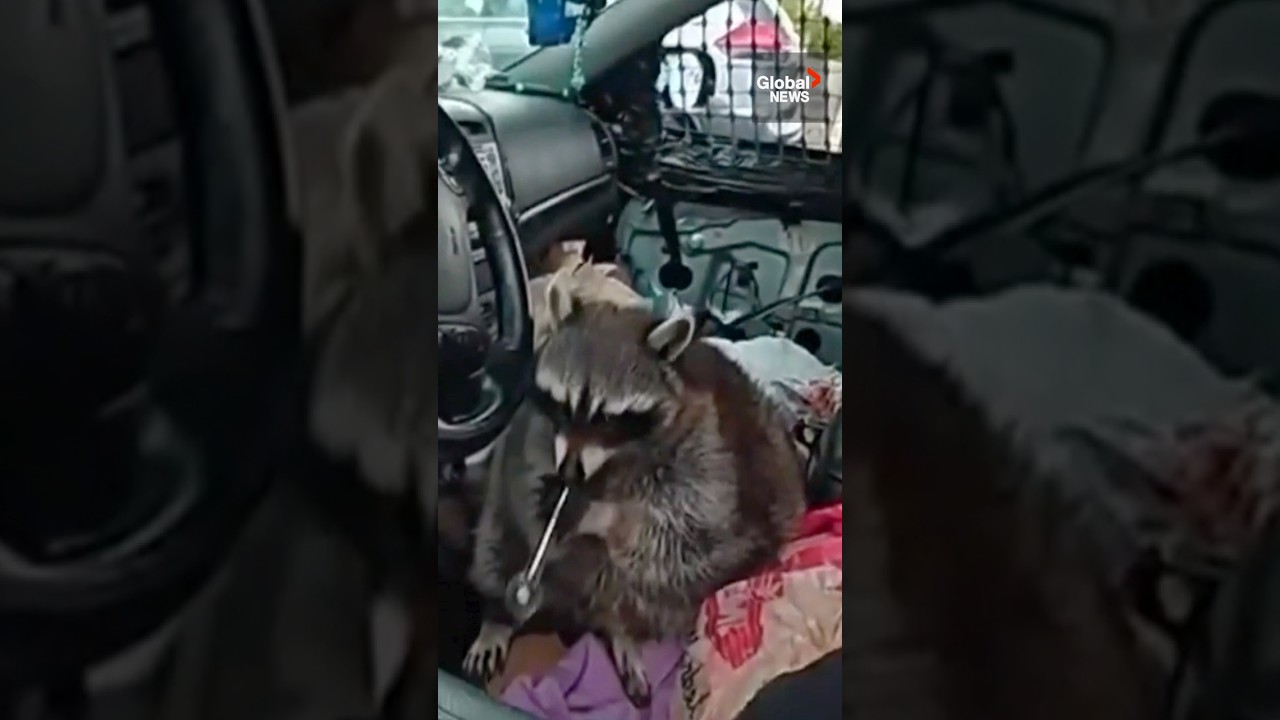 &ldquo;He&rsquo;s trying to smoke it&rdquo;: Ohio Police find pet raccoon with &ldquo;meth pipe&rdquo; during traffic stop 🦝🚬