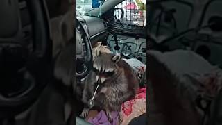 “He’s trying to smoke it”: Ohio Police find pet raccoon with “meth pipe” during traffic stop 🦝🚬