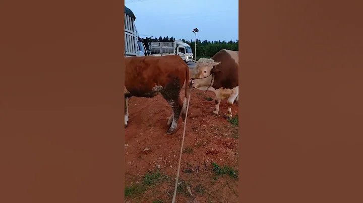 Veterinary staff, improved cows, improved cows 1054