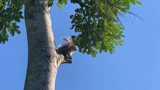 Squirrel Chirping and barking