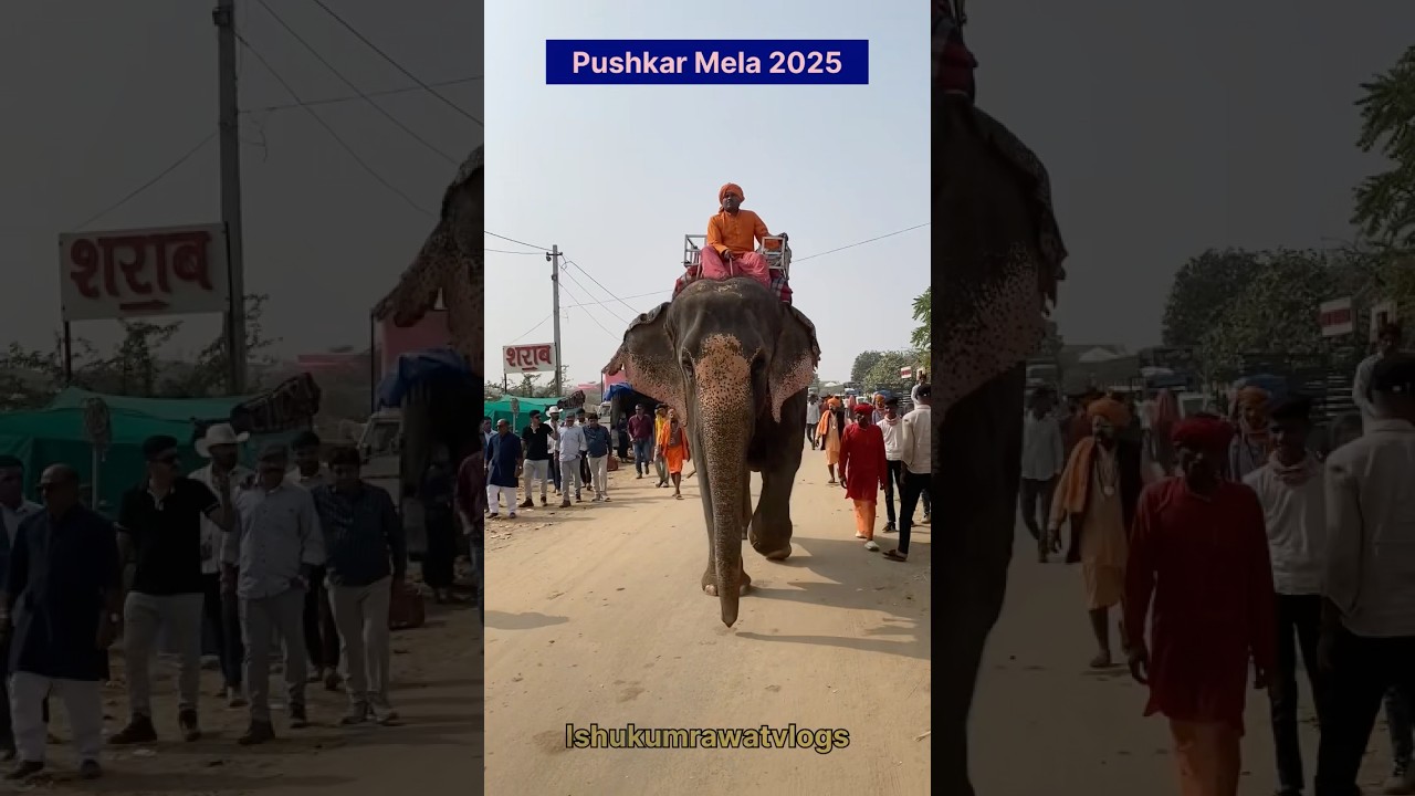 Pushkar Mela 2025 Shuru Ho Gaya 🥳 