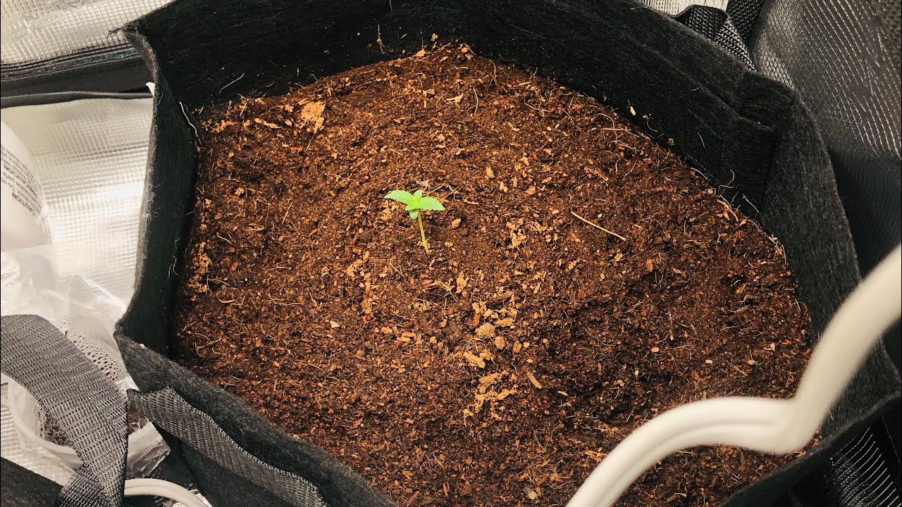 Join my beginners friendly indoor farming community- germinate, plant, water soil . Ph & tds testers