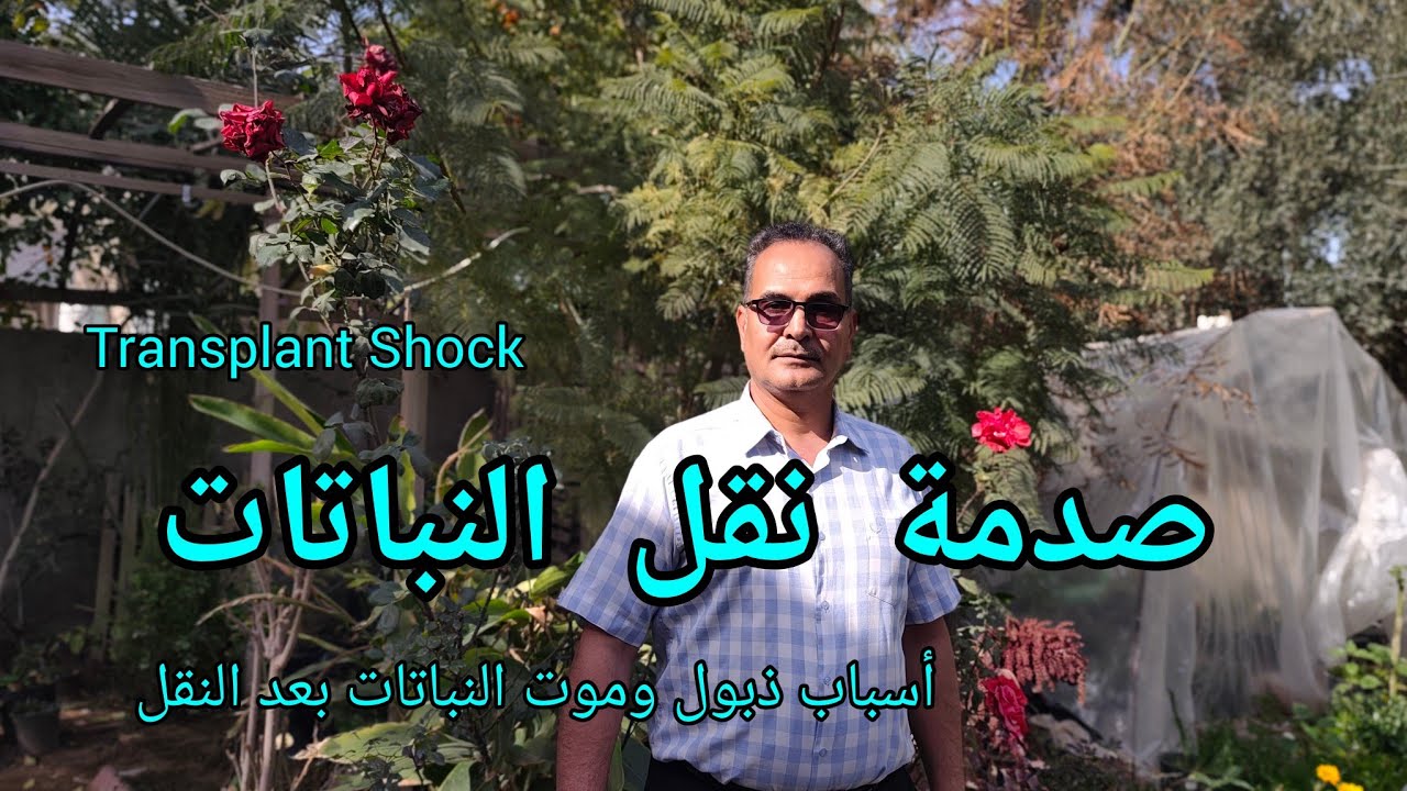 صدمة نقل النباتات Transplant Shock  من اهم اسباب ذبول وتساقط الاوراق وموت النباتات بعد النقل 