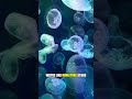 This Sea Creature Explodes Into Living Light