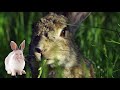 Mountain rabbit song    santokki  korean childrens music  learning