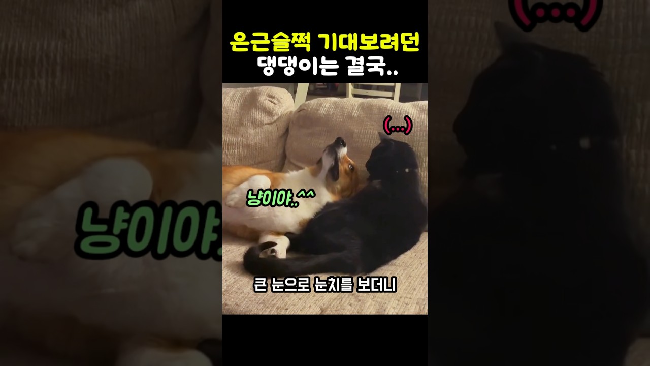 고양이와 친해지고 싶었던 댕댕이의 최후 #냥이 #고양이일상 #웰시코기 #개 #강아지 #고양이영상 #강아지와고양이