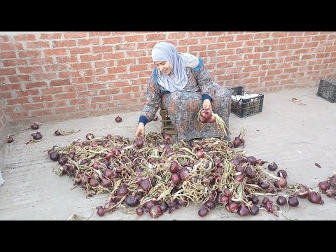 اهم اسرار تخزين البصل اكتر من عام بدون ثلاجه من غير ما يزرع ولا واحده