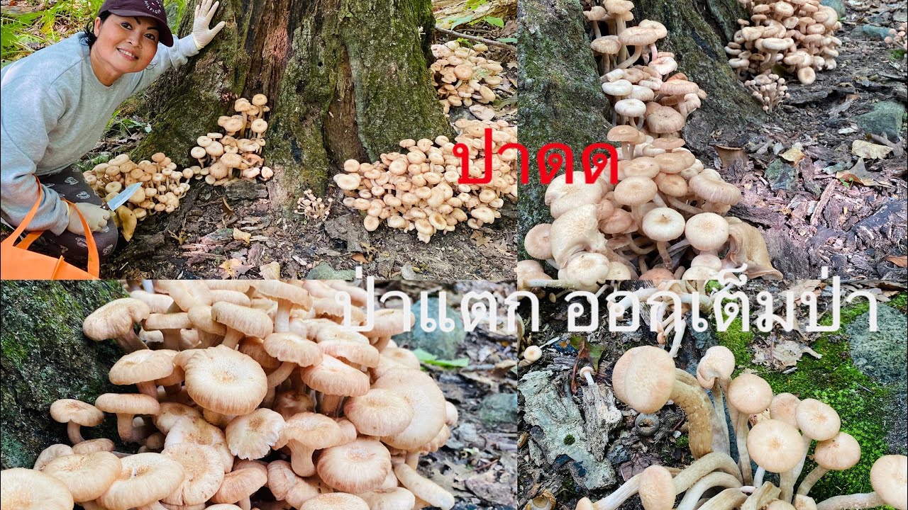 เข่าป่าเก็บเห็ดขอนสนแบบชอ็กๆๆ!!#ป่าแตกๆๆเต็ม🍄#เห็ดต่างแดน #usa  #september 9,#2023 #unbelievable