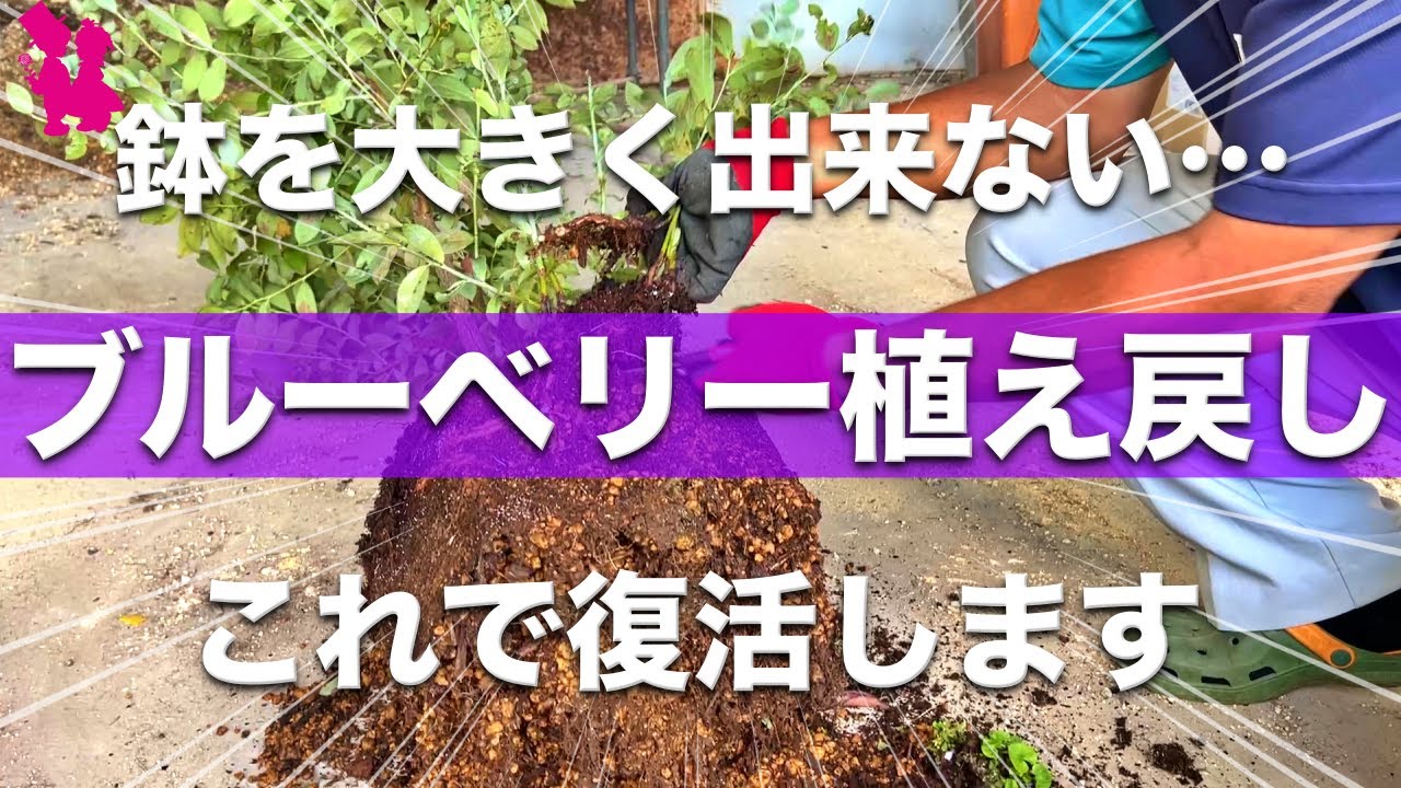 No space] How to replant blueberries without changing the size of