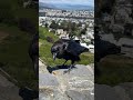 Raven, Corvus Corax | Intelligent Bird | Twin Peaks | San Francisco | Panoramic Views