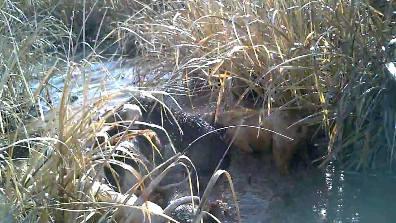 Oklahoma Hog Hunters Do It Again !!!!!! YouTube