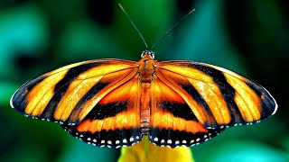 Butterflies (Morphing)