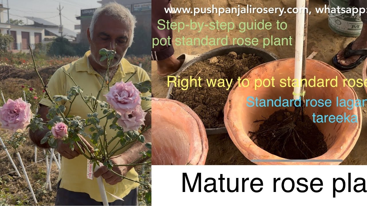 🌹Right way to pot Standard rose tree from Pushpanjali Rosery | step-by-step guide Standard rose tree