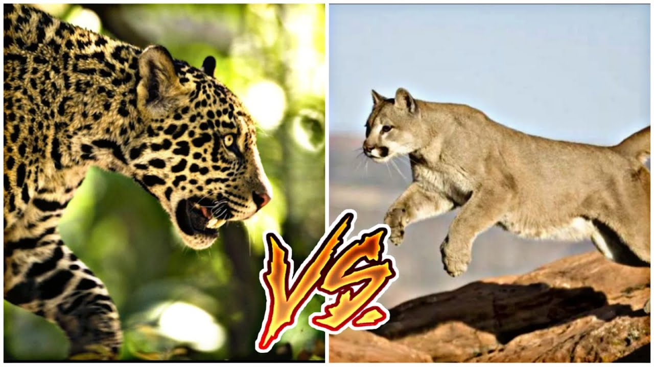 Jaguar Vs Puma | ¿Quién Gana? | #Video7 - YouTube