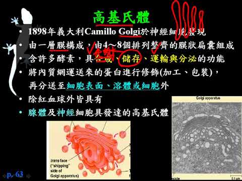 10602高一基礎生物1 2 27真核細胞的細胞 高基氏體一誠