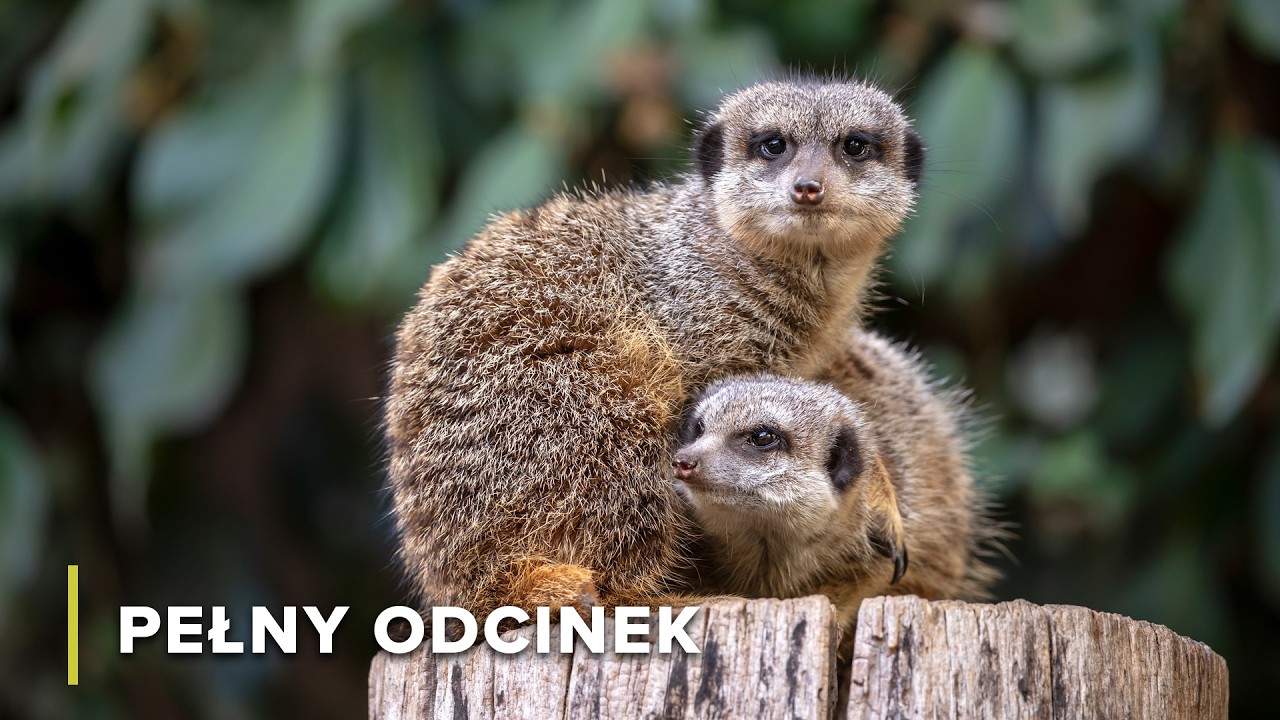 Przetrwanie na pustyni: życie surykatek | Ikony Dzikiej Przyrody 104