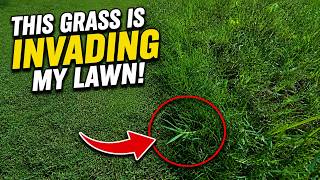 This Weed Is Invading My Lawn! IronCutter Hybrid Bermuda vs Common Bermuda