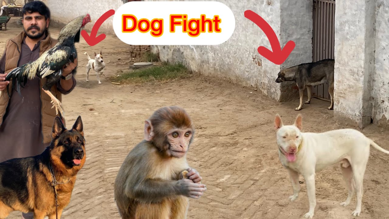 Dog Gussa Hogye Hai Bhut 