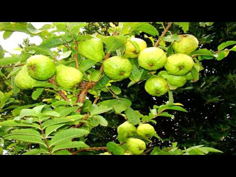 ដំណាំត្របែកអត់គ្រាប់នឹងវិធីដាំអោយបានផ្លែច្រើន Guava planting technique  #Sarakaksekor #សារ៉ាកសិករ