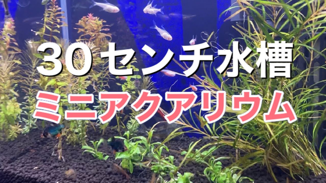 立ち上げ】熱帯魚アクアリウム新設 スイサクリーヴァ300N6点セット