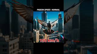 Eagle vs Falcon vs Hawk 🦅⚡ Speed Comparison🤯🔥 | Fastest Birds on Earth! #birdbattle #shorts #falcon