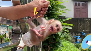 Sunny’s Baby Monkey Diaries – Heart-Pounding and Adorably Sweet First-Life Stories!