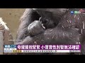 金剛猩猩生寶寶 動物園首度繁殖成功｜華視新聞 20201101