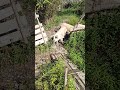 Свинки в Абхазии