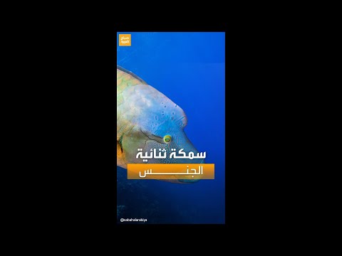 حديث السوشال سمكة في البحر الأحمر تغير جنسها من أنثى إلى ذكر