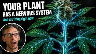 Every Time You Top, Train, or Clone Your Plant — This Is What's Actually Happening Inside It