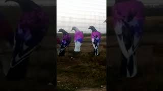 کبوتر بازی اپنا بادشاہ شوق