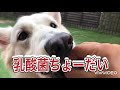 犬も腸活！お腹の調子を整える乳酸菌を食べる【ホワイトスイスシェパード/チワワ】