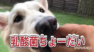 犬も腸活！お腹の調子を整える乳酸菌を食べる【ホワイトスイスシェパード/チワワ】